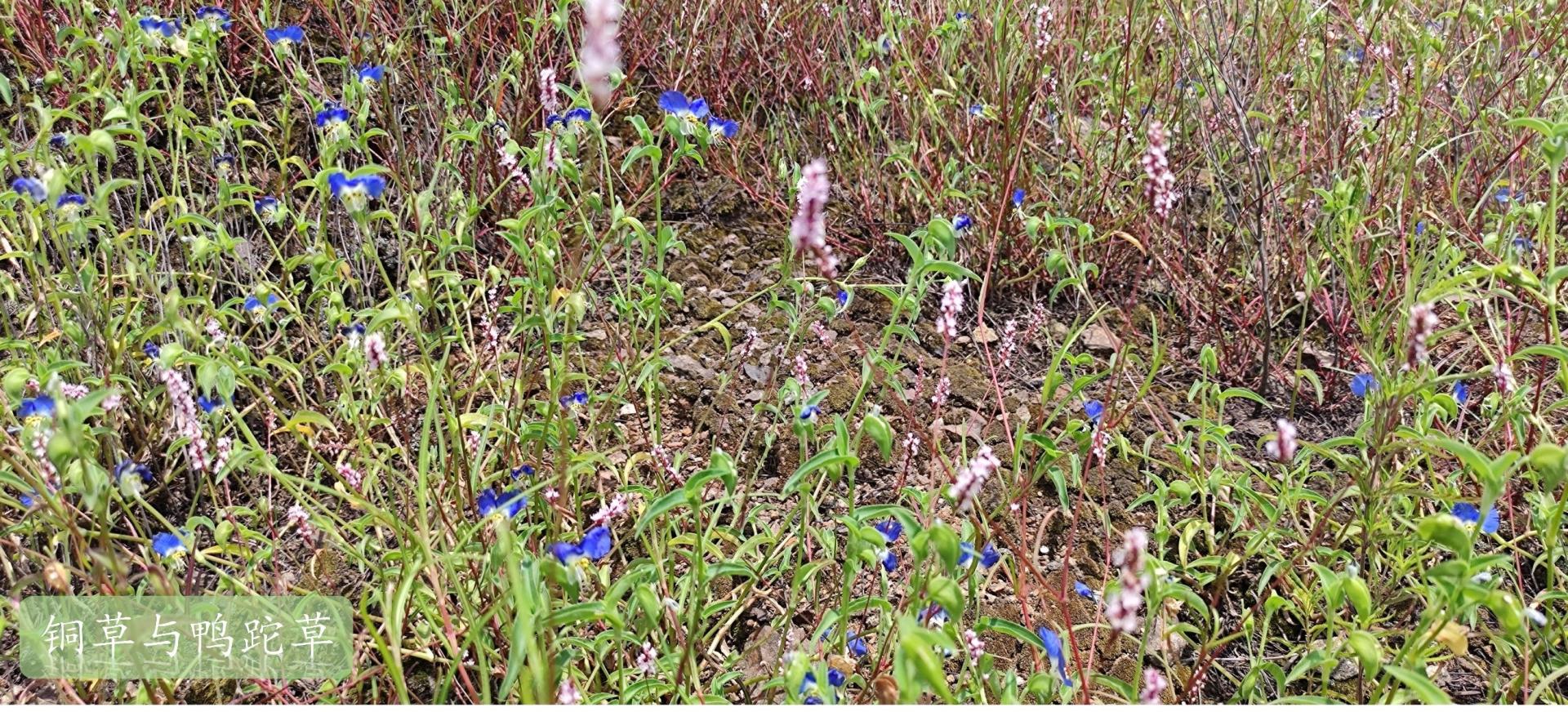 古天乐太阳集团城